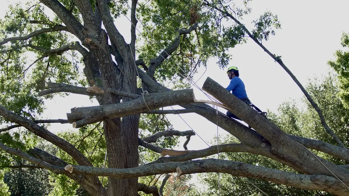Professional Crown Thinning performed by certified arborists in Jacksonville